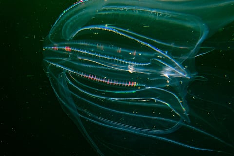 Venice’s canals are now invaded by cannibal jellyfish with vanishing anus!