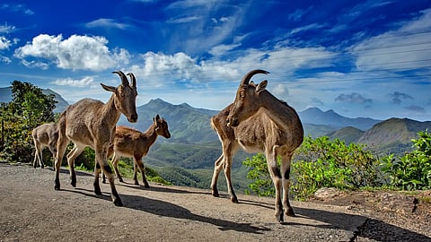 Why Eravikulam National Park should be at the top of your 2026 travel list 