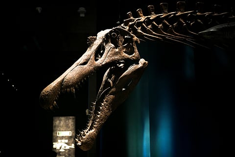 From legend to reality: Dragon-like fossil found in Sahara Desert