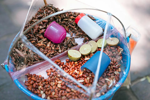 What is insect protein and why is it important to have this conversation?