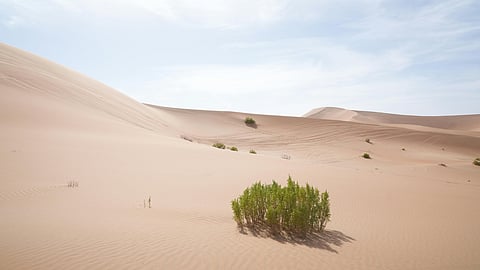 What is desert foraging? 