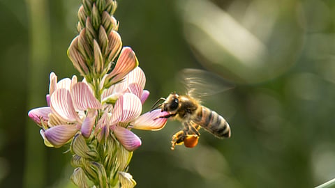 World Bee Day 2026: 5 unique honey–hunting traditions in India 