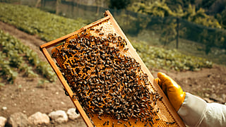 Apiary tourism is real and it is growing. This World Bee Day, explore how you can get to know the honey-making process closely.