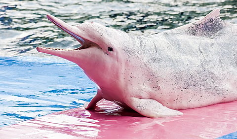Where to spot rare pink dolphins across Indian coasts