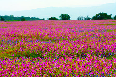 Kaas Plateau, Maharashtra travel Guide and itinerary