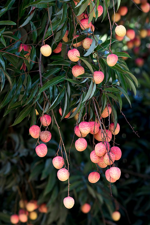 Easy creative litchi recipes you can make at home