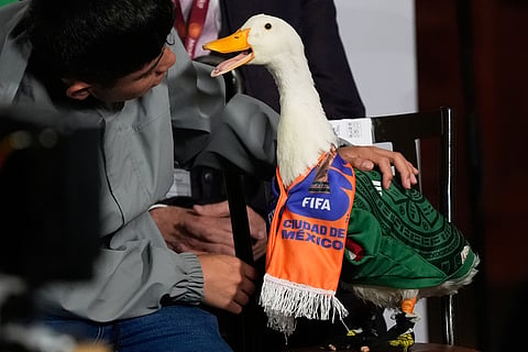 Who is Merlín the duck?
