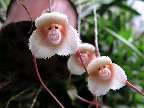 flowers that resemble animals