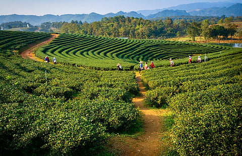 What a quick weekend getaway to Bagdogra and Siliguri offers!