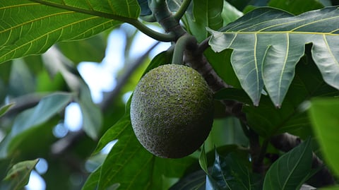 What are these monsoon favourite breadfruits? 