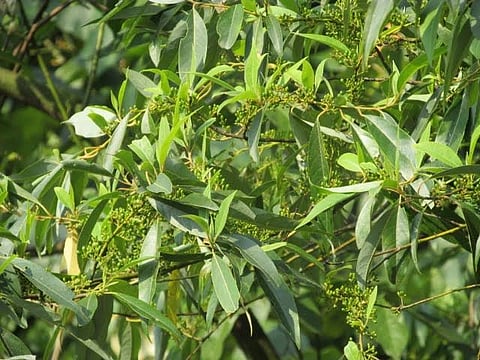 Did you know about this natural hand wash from an indigenous tree in Arunachal Pradesh? 