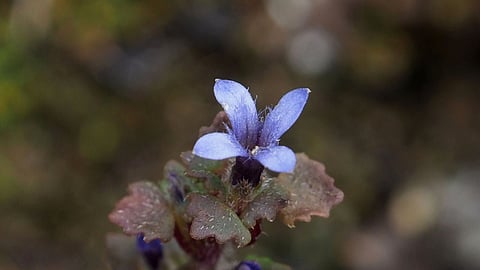 Cyananthus hookeri, a rare blue-bellflower last seen by British botanists in 1867, has been found in Tawang’s alpine heights
