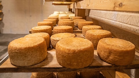 Keeping cheese as collateral for loans allows Italian farmers to secure funding