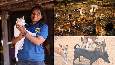  PAWS Chennai
