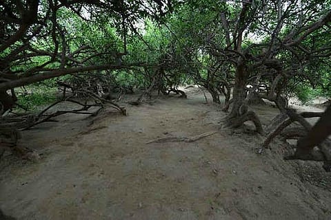 The mystery of Nidhivan: The mystical forest where no one stays past dark