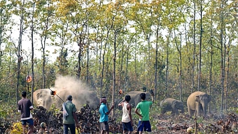 Anthology 'India: Epic Wild Stories' brings untold tales of India’s wilderness to life and here's why you must watch it
