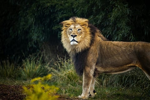 Lucknow Kukrail Night Safari: Opening Date, Phase 1 Attractions & Eco-Friendly Design