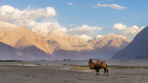 Ladakh to soon introduce India's first high-altitude wildlife safari