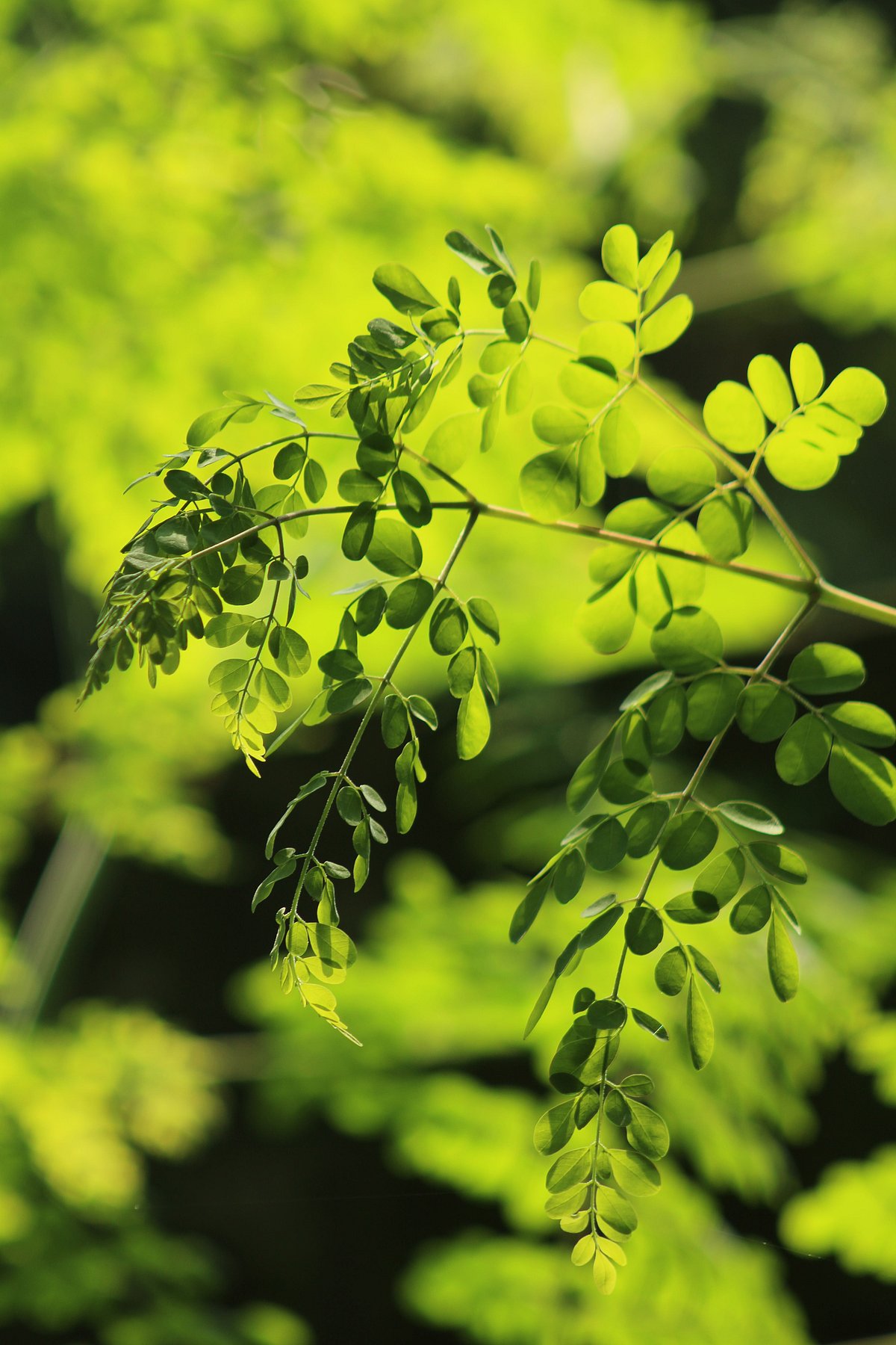 4 easy ways to consume more moringa