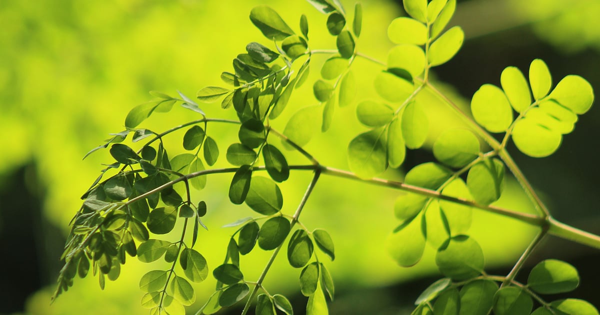 4 easy ways to consume more moringa