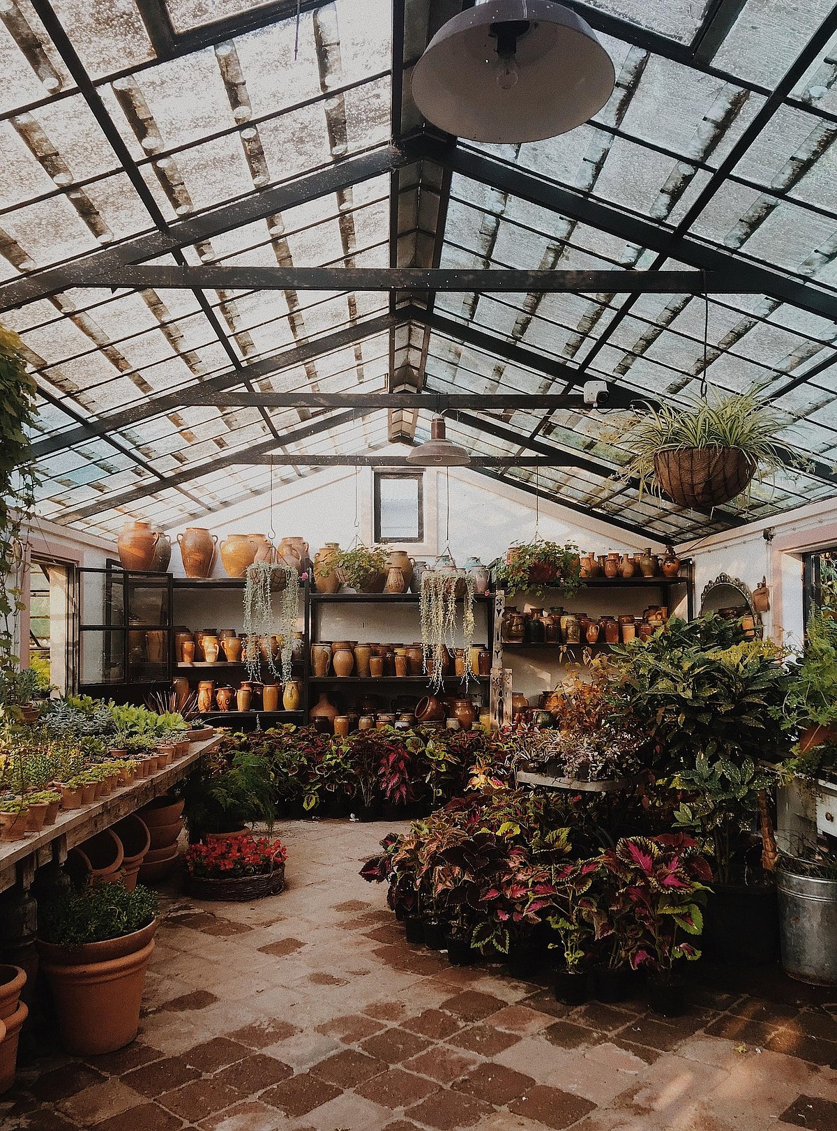 5 indoor plants that thrive under artificial light
