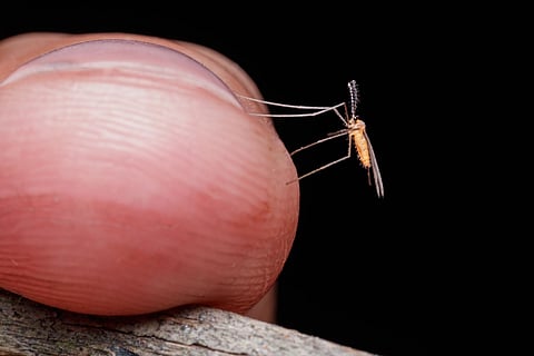 Google is seeking federal approval to release millions of mosquitoes in US