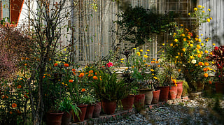 South Indian gardens can thrive with trees and flowering plants suited to warm, tropical conditions