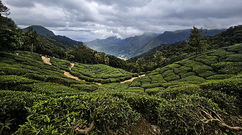 The Tea Board India announced the developmental project Chaayankan for AI assisted tea –monitoring  