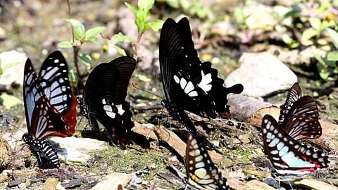 Butterflies gather on the ground during mud puddling