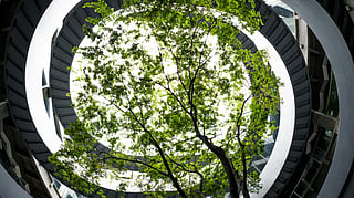 Biophilic design is an approach to architecture and interiors that intentionally incorporates elements of nature into the built environment. 