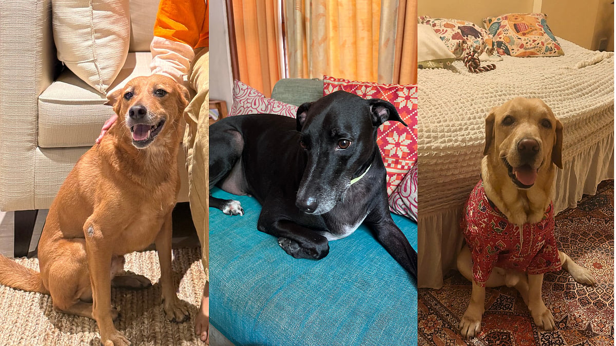 Can dogs be vegan? Indian pet parents share their experiences