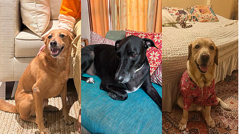 A look at the dogs being raised on plant-based diets by vegan pet parents across India.