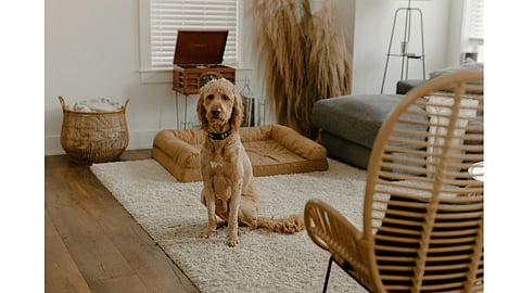 7 stylish ways to make your home truly dog-friendly
