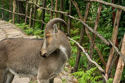 The story behind Tamil Nadu’s Nilgiri Tahr
