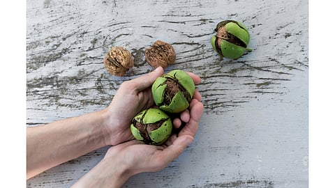 Almonds vs Walnuts vs Pistachios: Which Nut Is Healthiest?