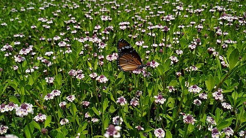 , Kaas Plateau near Satara offers a rare monsoon spectacle that changes every few days from August to October