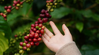 These coffee plantations in India offer a closer look at estates, heritage and the journey from berry to brew