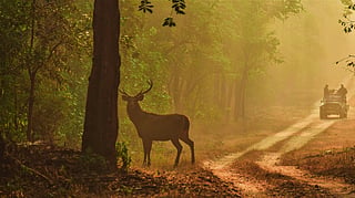 The forest works in mysterious ways, and there are a few things you can keep in mind to make your safari enjoyable for both you and the wildlife.