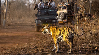 Tiger surrounded by safari jeeps in an Indian national park during peak wildlife safari season.