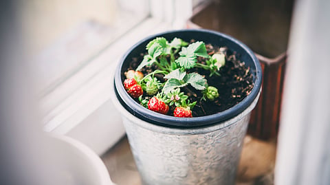 How to grow a mini kitchen garden with just a few pots