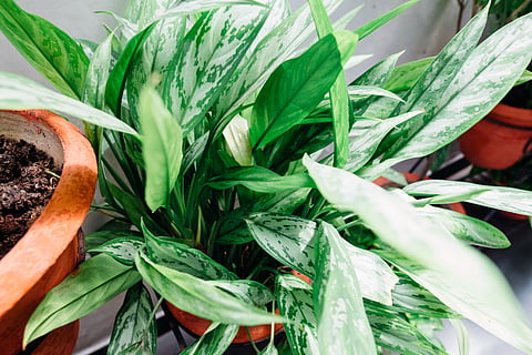 Plants that can actually handle low-light apartments