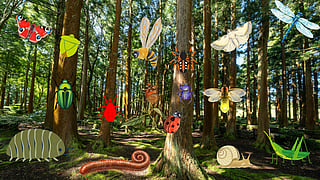 A safari’s smaller stars include a colourful cast of insects, arachnids and other creepy crawlies.
