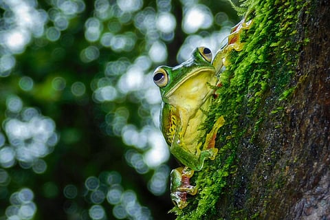 The Malabar Gliding Frog has one of nature’s most unusual nurseries