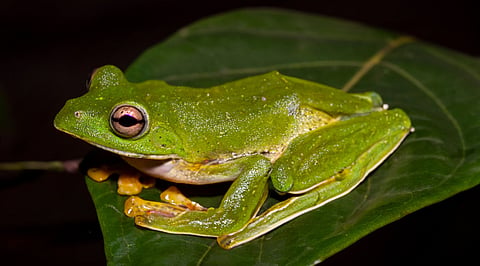 This Malabar gliding frog builds a foam nest for its eggs. Watch the video