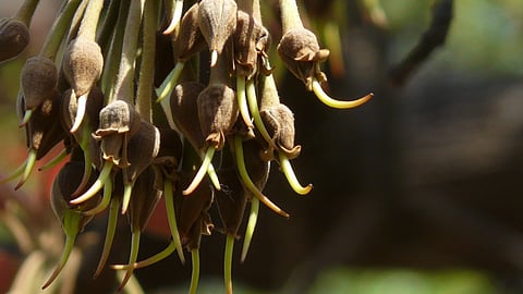 The mahua flowers grow in clusters and are known for their fleshy, cream-coloured appearance and sweet taste.