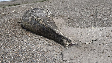 Dead baby whales found near Puerto Madryn raise questions as scientists investigate bacteria and health conditions