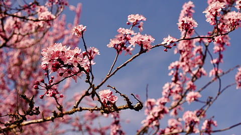 Plan your trip around the bloom season and discover eight scenic destinations for cherry blossoms in India