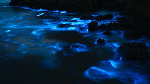 Uncover the world's most enchanting coastlines where ocean waves light up the dark night sky
