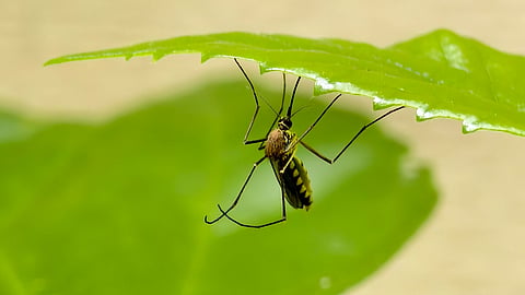 Dengue season is back: 8 effective ways to protect your family from mosquito-borne diseases