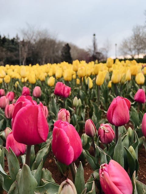 Discover the most colourful tulip gardens in India, from Kashmir’s famous blooms to scenic Himalayan flower escapes